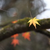 紅葉・金蔵院Ⅱ2