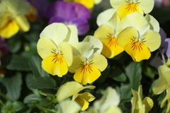 初春のフラワーパーク♪4