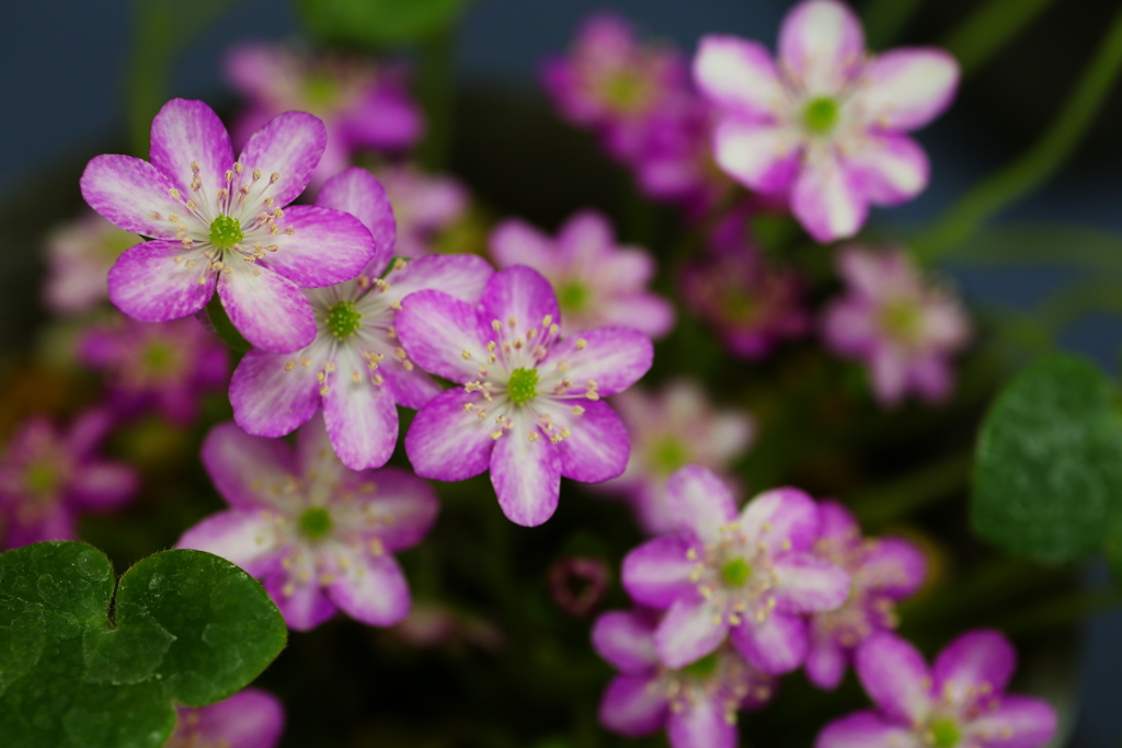 ちっちゃな雪割草♪６