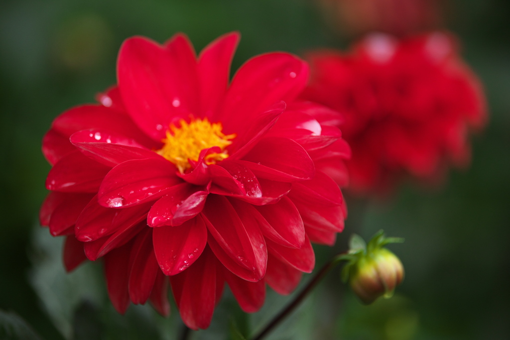 思い出のダリア♪2