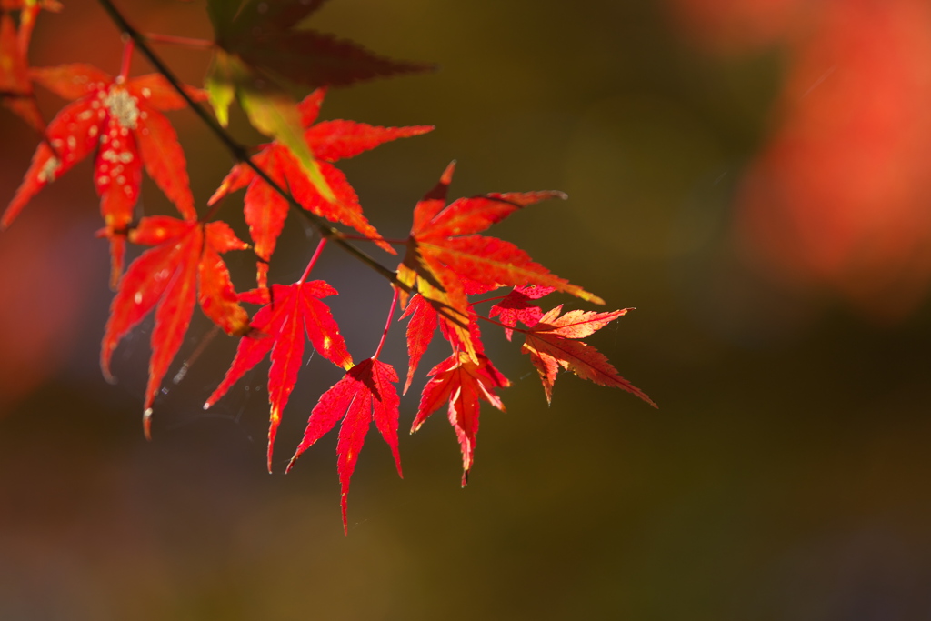 川沿いの紅葉♪5