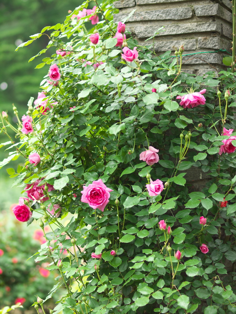 井頭公園の薔薇♪９