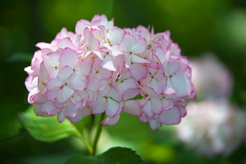 紫陽花・権現堂公園♪14