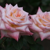 薔薇香る頃♪7
