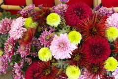 新春のマム（菊）1