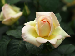 春の薔薇♪14