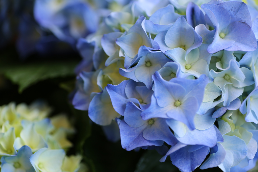紫陽花♪10