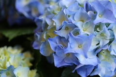 紫陽花♪10