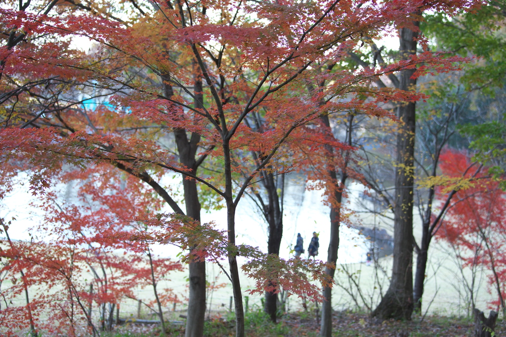 紅葉・みかも山公園♪5