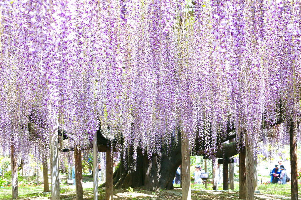 藤の花咲くころ♪5