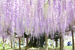 藤の花咲くころ♪5