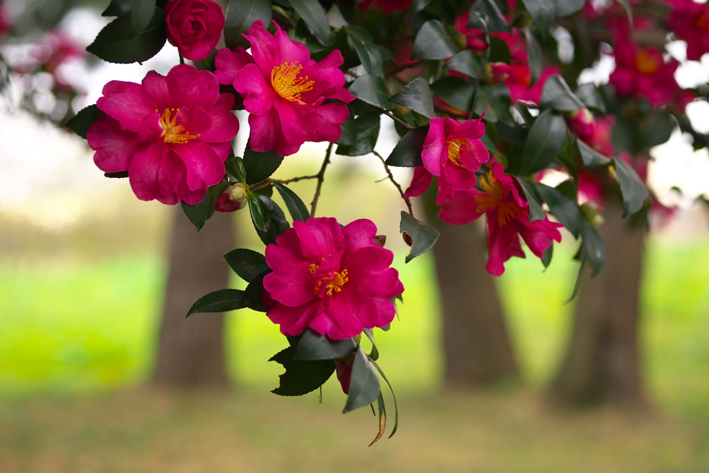 冬に元気・山茶花♪2