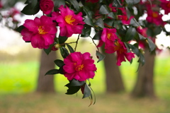 冬に元気・山茶花♪2