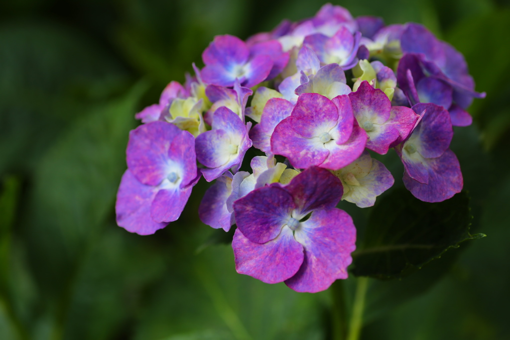 権現堂堤の紫陽花♪１