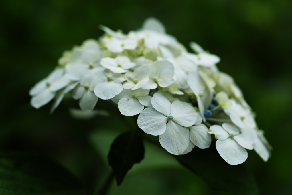 権現堂堤の紫陽花♪２
