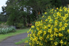 初秋の公園♪1