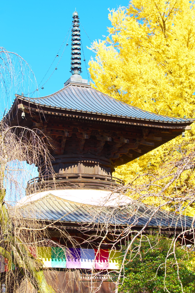 紅葉の頃・鑁阿寺♪4