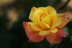 秋の薔薇Ⅲ