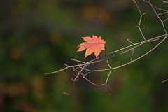 紅葉・日光♪9