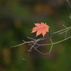 紅葉・日光♪9
