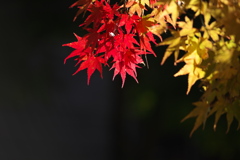 日光・紅葉の頃♪20