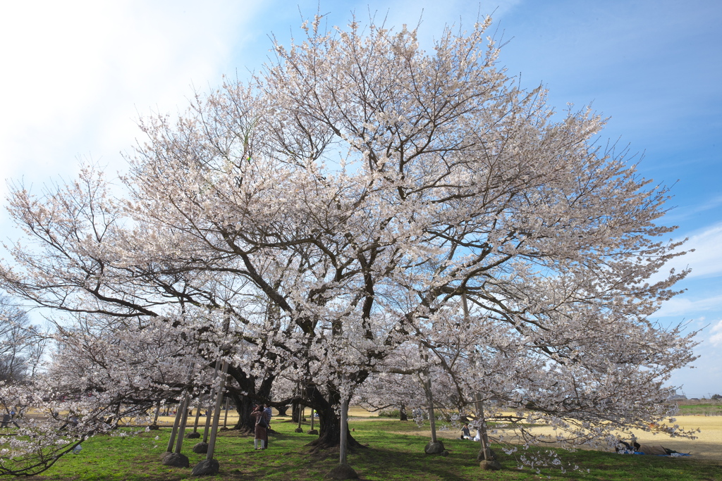 天平の花まつり♪3