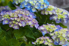 礒山神社の紫陽花♪7