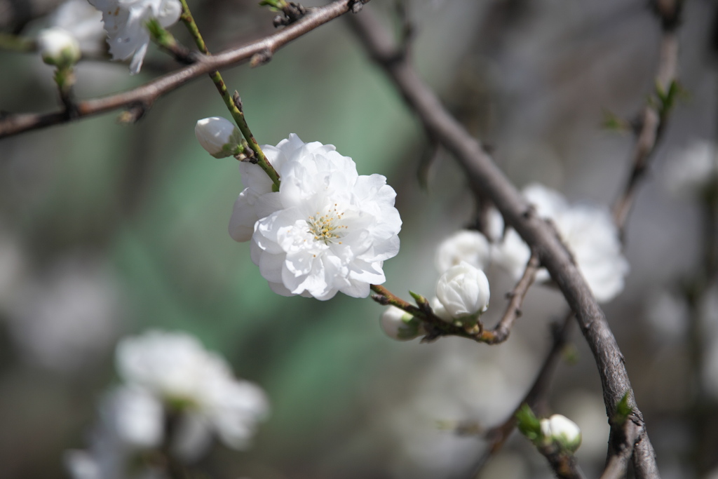 天平の花まつり♪4