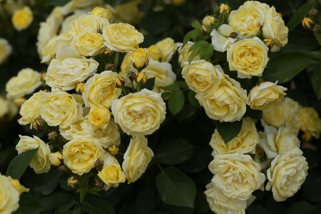敷島公園の薔薇♪2