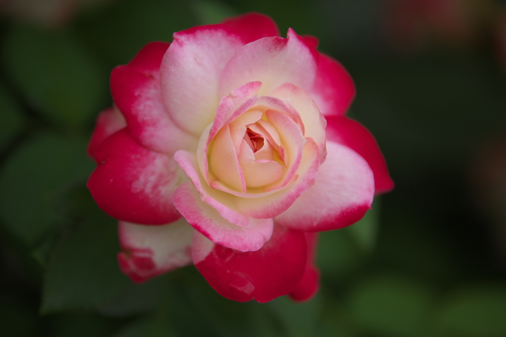 思い出の薔薇Ⅱ♪4