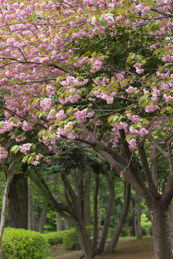 公園の春♪3