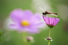 岸辺のコスモス♪6 岸辺のコスモス♪6