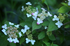 紫陽花・権現堂公園♪11