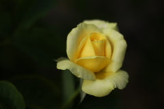 晩夏の薔薇♪2