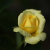 晩夏の薔薇♪2