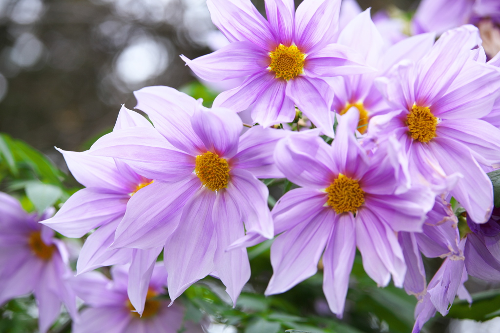 紅葉の頃・太平山♪15