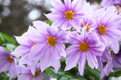 紅葉の頃・太平山♪15