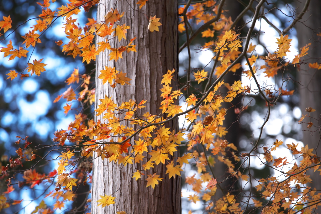 紅葉・古峯園♪10