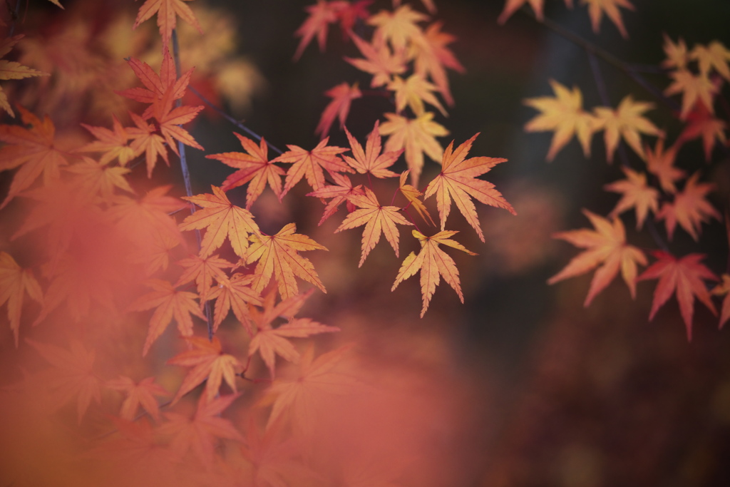 林道の華♪7