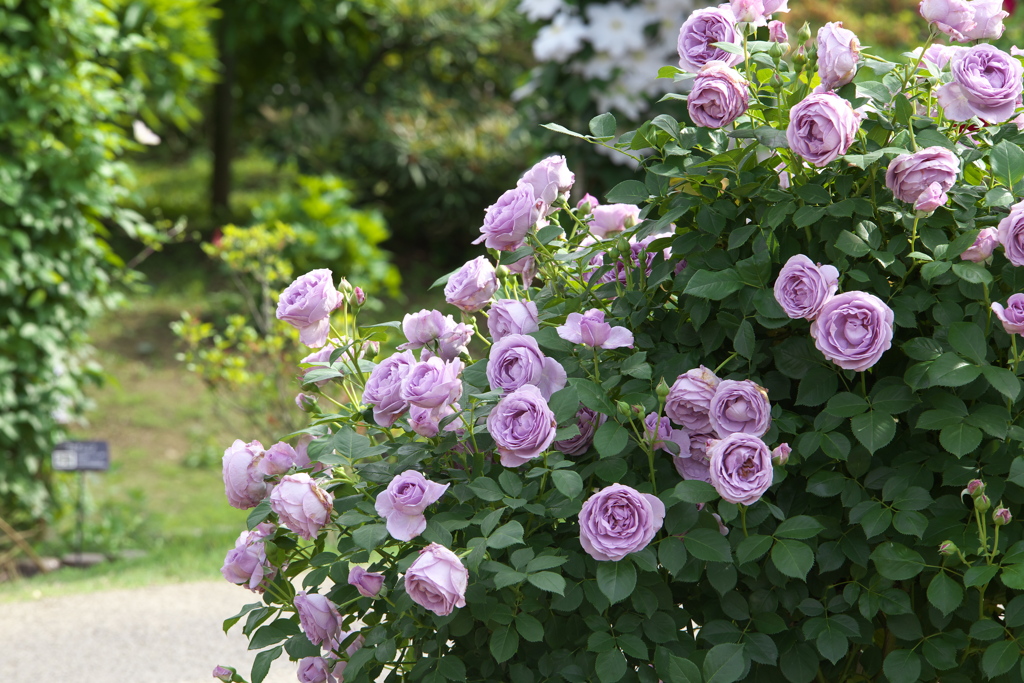 春の薔薇・あしかがフラワーパーク♪3