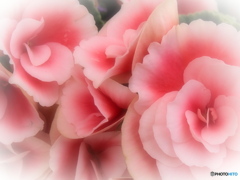 ふんわりと・・春ですか？1