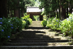 大中寺の紫陽花♪1