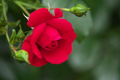 伊那の薔薇Ⅱ♪2