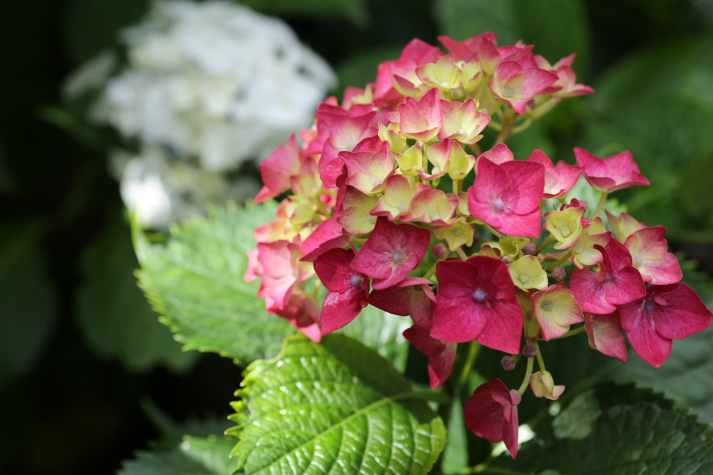 太平山の紫陽花♪２
