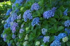 磯山神社の紫陽花♪2