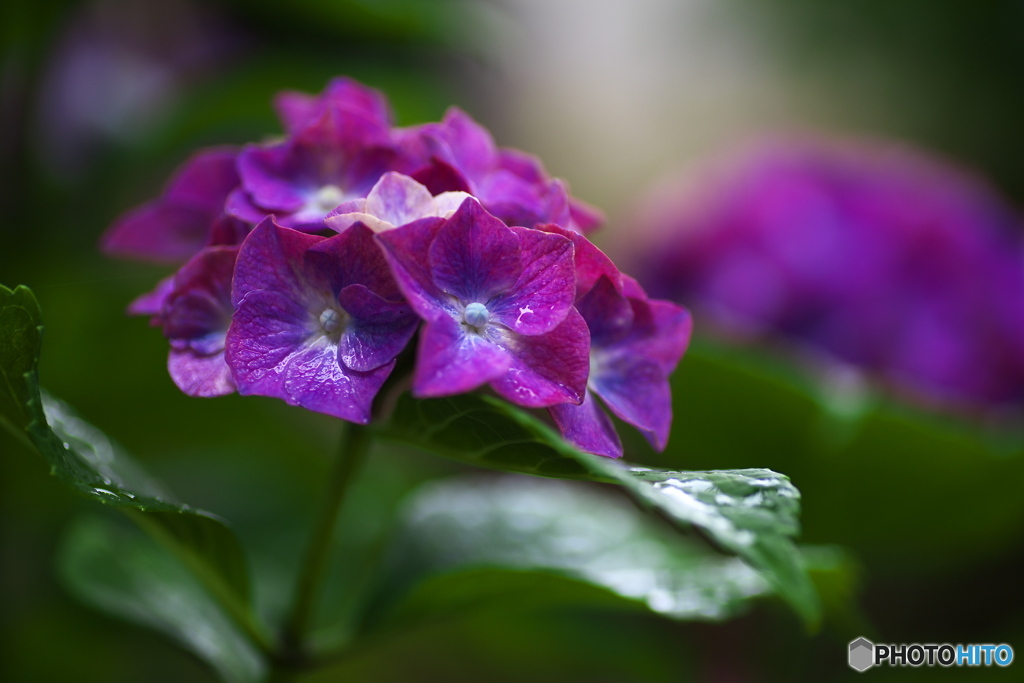 礒山神社の紫陽花♪5