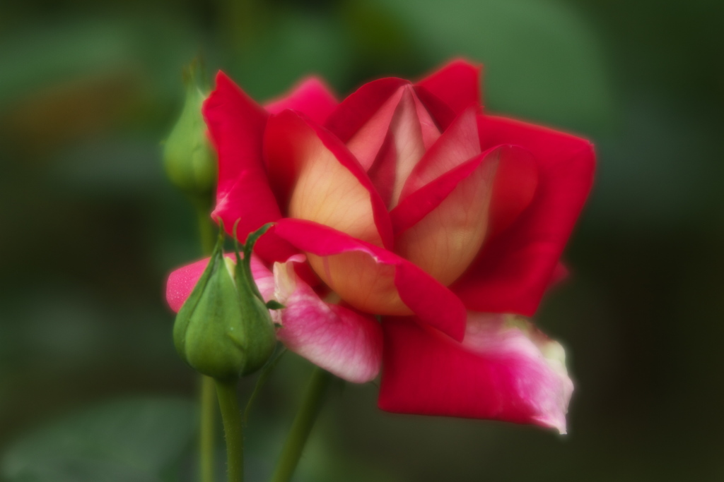 秋の薔薇Ⅲ