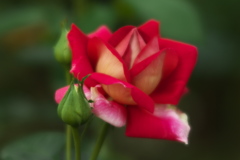 秋の薔薇Ⅲ
