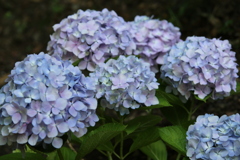 紫陽花・唐沢山神社♪4