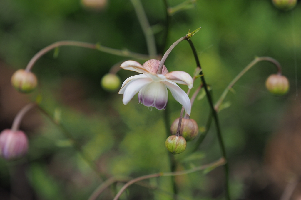 レンゲショウマ2021♪1